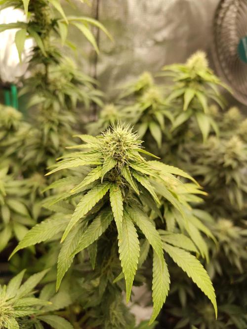 Sensi Seeds – Northern Lights (fem). Week 11