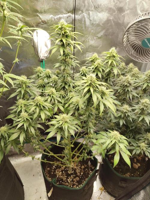 Sensi Seeds – Northern Lights (fem). Week 11