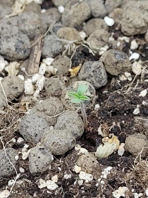 Choclate Rainbow XXL - Sensi Seeds. Week 0