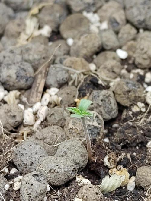 Choclate Rainbow XXL - Sensi Seeds. Week 0