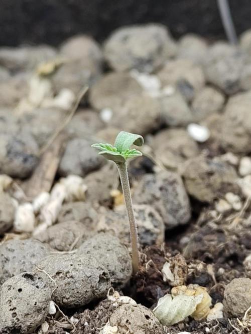 Choclate Rainbow XXL - Sensi Seeds. Week 0