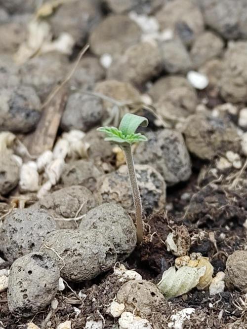 Choclate Rainbow XXL - Sensi Seeds. Week 0
