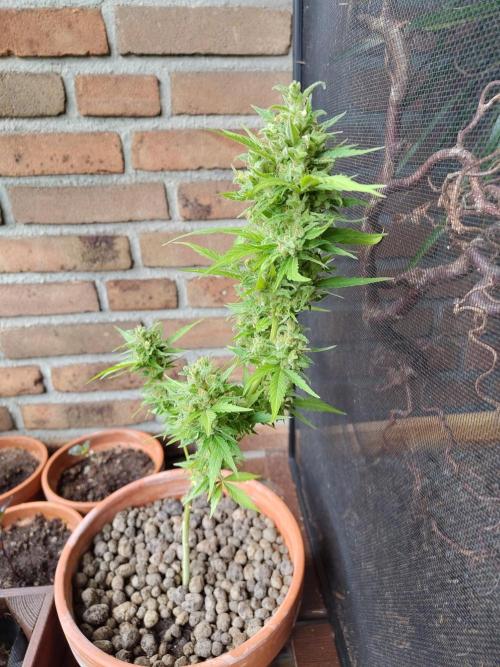 Fast Buds – Mexican Airlines Automatic. Week 14