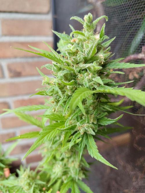 Fast Buds – Mexican Airlines Automatic. Week 14