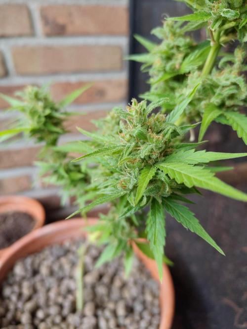 Fast Buds – Mexican Airlines Automatic. Week 14