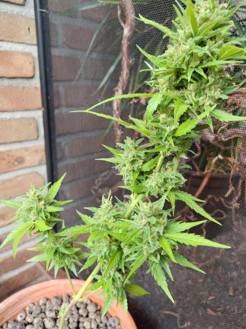 Fast Buds – Mexican Airlines Automatic. Week 14