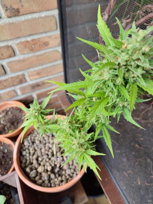 Fast Buds – Mexican Airlines Automatic. Week 14