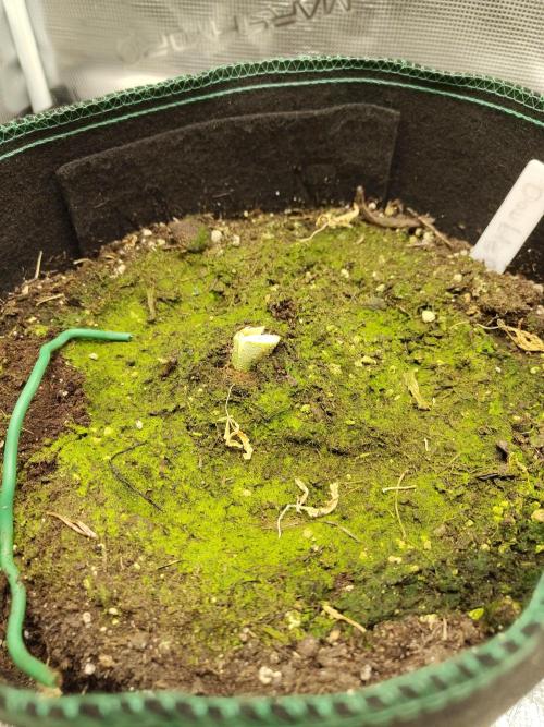 Double Banana Kush Fem. Week 15