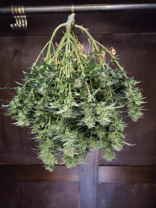 Double Banana Kush Fem. Week 15