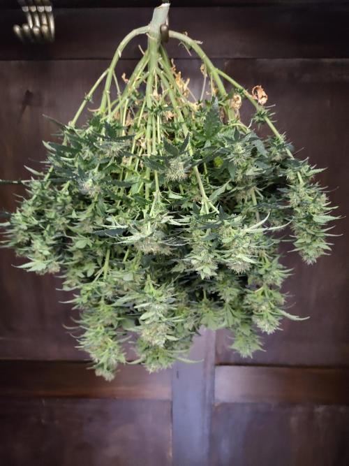 Double Banana Kush Fem. Week 15