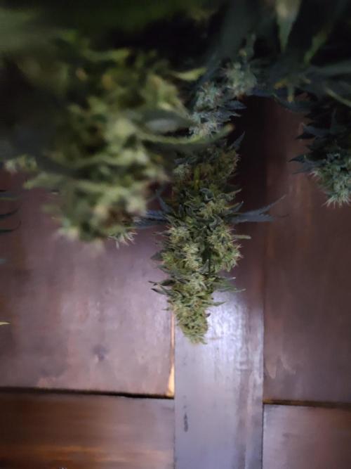 Double Banana Kush Fem. Week 15