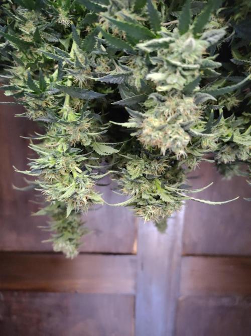 Double Banana Kush Fem. Week 15
