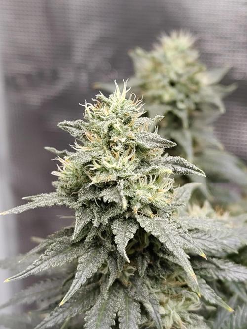 Double Banana Kush Fem. Week 15