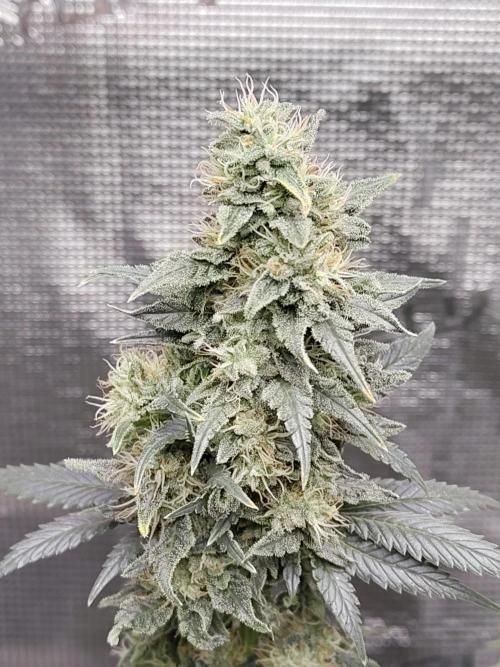 Double Banana Kush Fem. Week 15