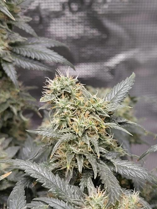 Double Banana Kush Fem. Week 15