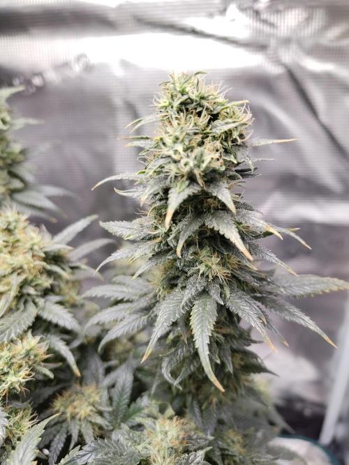 Double Banana Kush Fem. Week 15