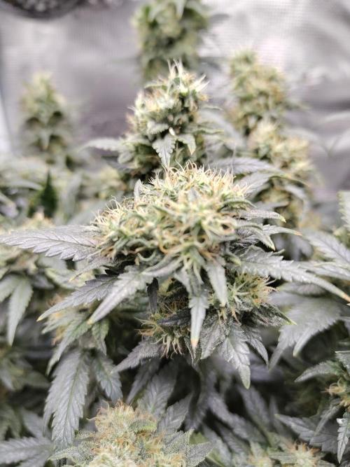 Double Banana Kush Fem. Week 15