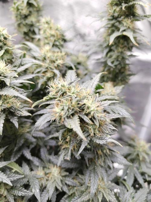 Double Banana Kush Fem. Week 15