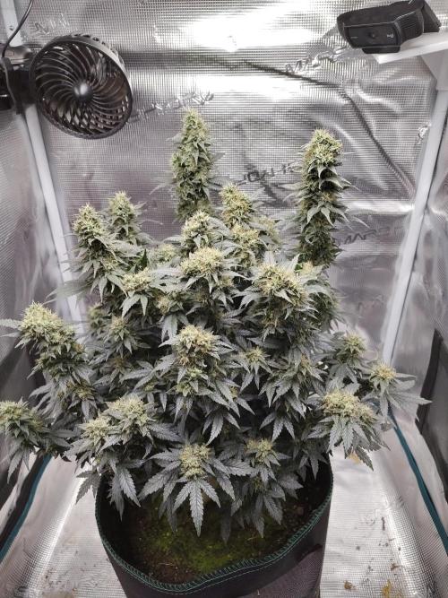 Grow Tent 120x60x180 4x2x6. Week 15