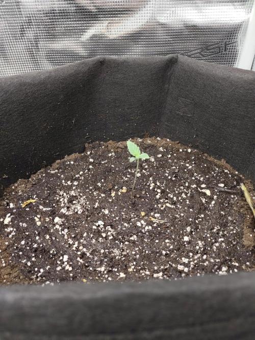 Princess Bubblegum III. Week 0