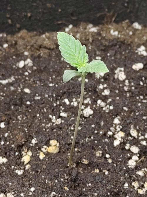 Princess Bubblegum III. Week 0