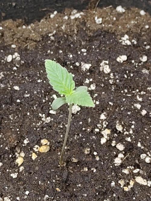 Princess Bubblegum III. Week 0