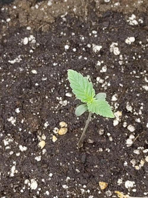 Princess Bubblegum III. Week 0