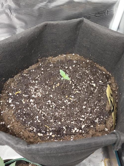 Princess Bubblegum III. Week 0