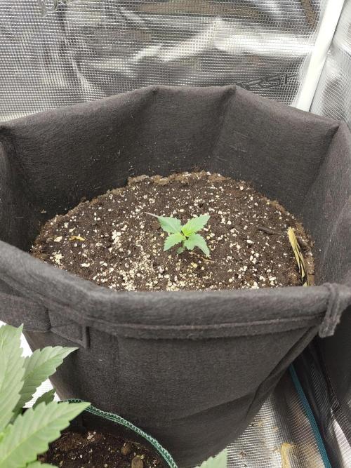 Princess Bubblegum III. Week 1