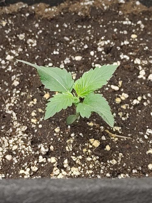 Princess Bubblegum III. Week 1