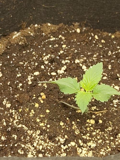 Princess Bubblegum III. Week 1