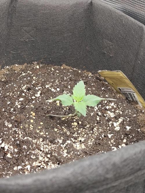 Princess Bubblegum III. Week 1