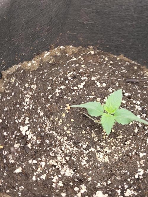 Princess Bubblegum III. Week 1