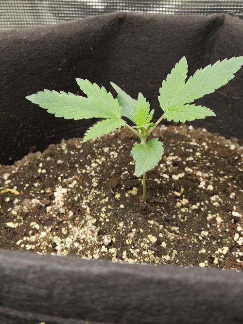Princess Bubblegum III. Week 2