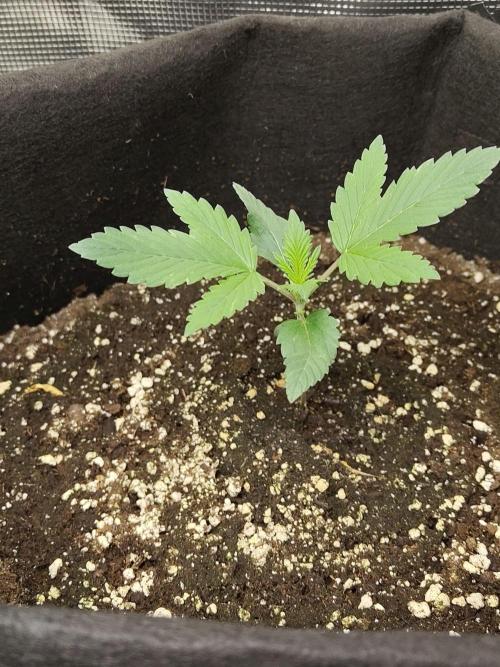 Princess Bubblegum III. Week 2