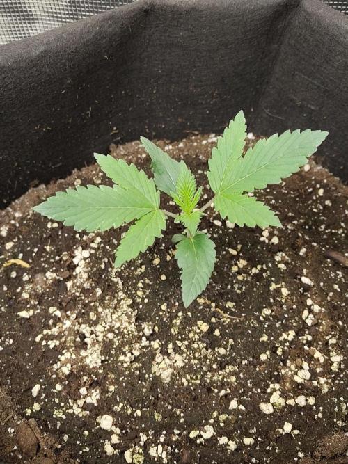 Princess Bubblegum III. Week 2