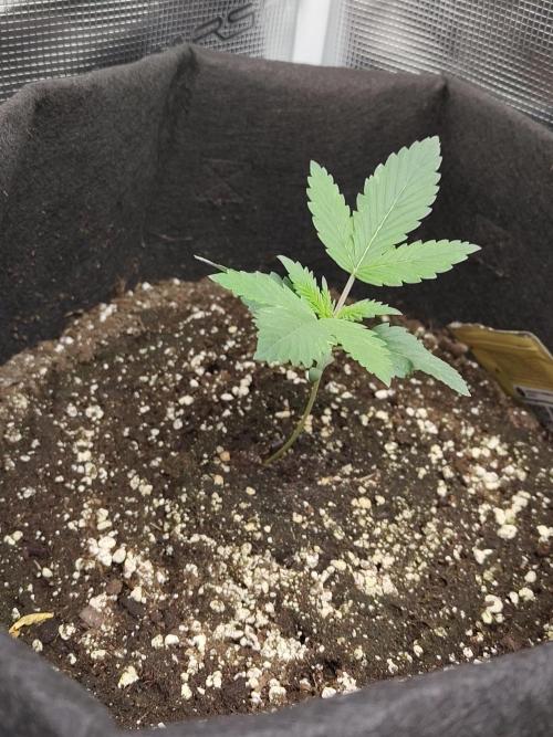 Princess Bubblegum III. Week 2