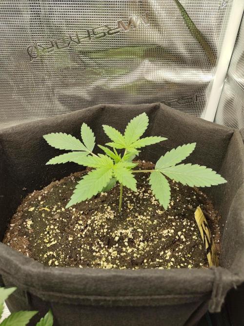 Princess Bubblegum III. Week 3