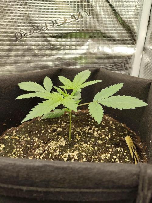 Princess Bubblegum III. Week 3