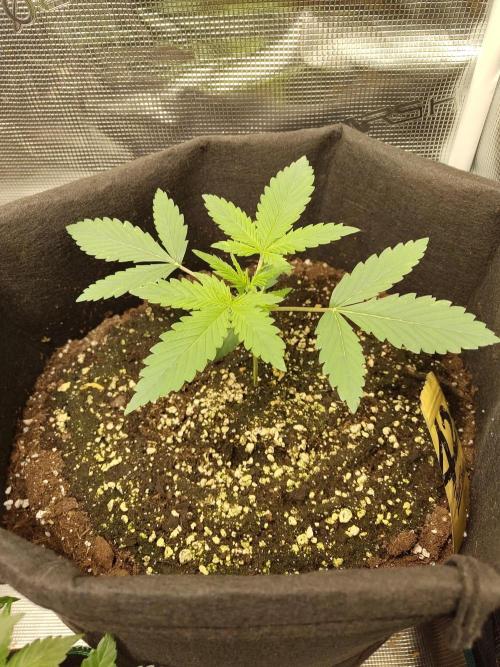 Princess Bubblegum III. Week 3