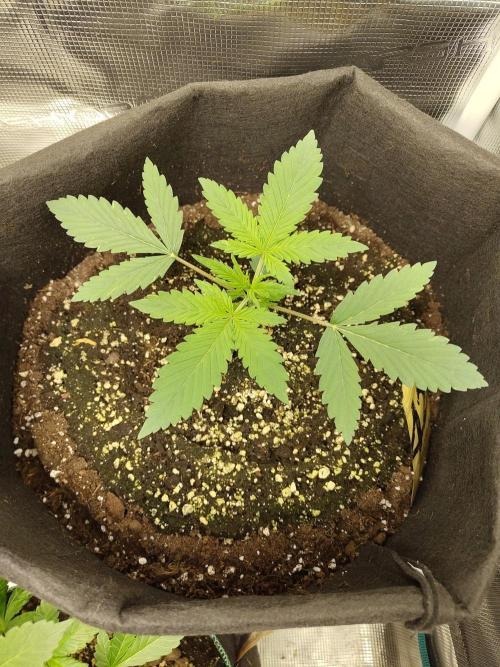 Princess Bubblegum III. Week 3