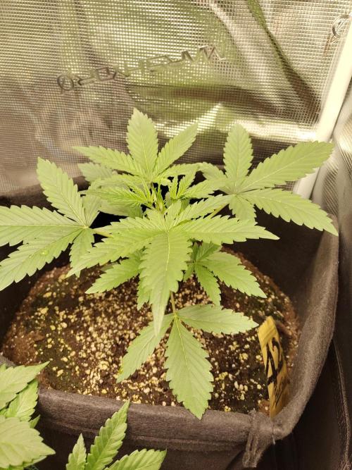 Princess Bubblegum III. Week 4