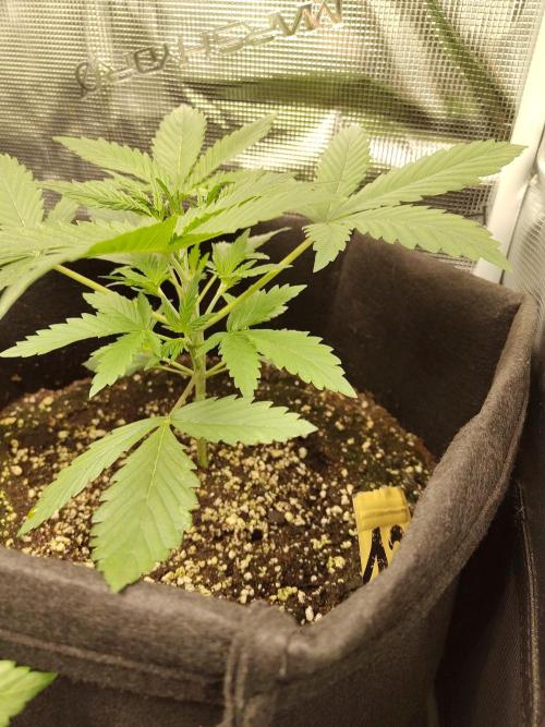 Princess Bubblegum III. Week 4