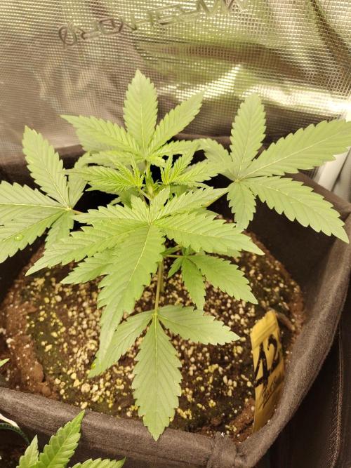 Princess Bubblegum III. Week 4