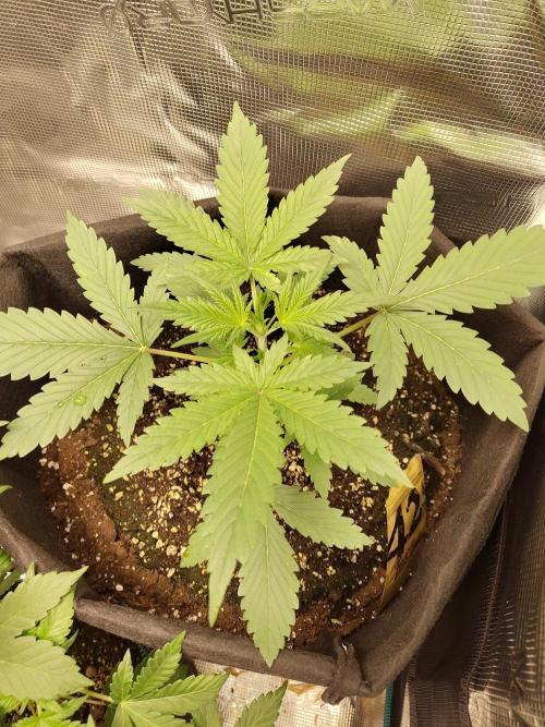Princess Bubblegum III. Week 4