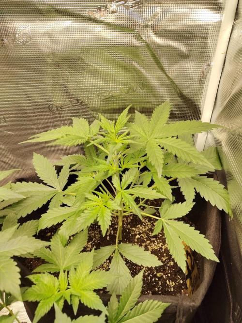 Princess Bubblegum III. Week 5