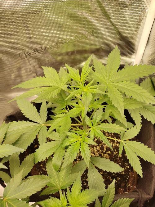 Princess Bubblegum III. Week 5