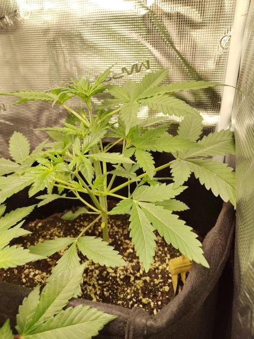 Princess Bubblegum III. Week 5