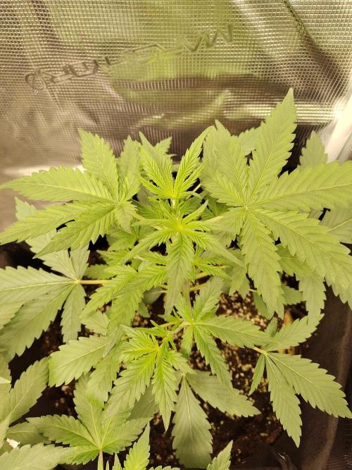 Princess Bubblegum III. Week 5