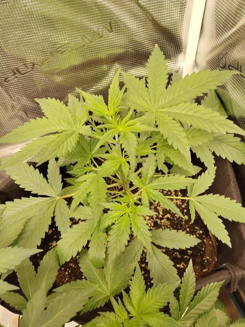 Princess Bubblegum III. Week 5